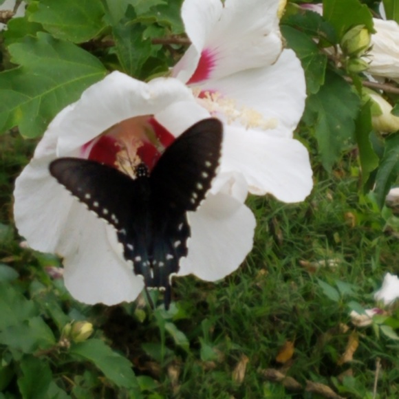 Meet your Posher, Virginia - Picture 3 of 6